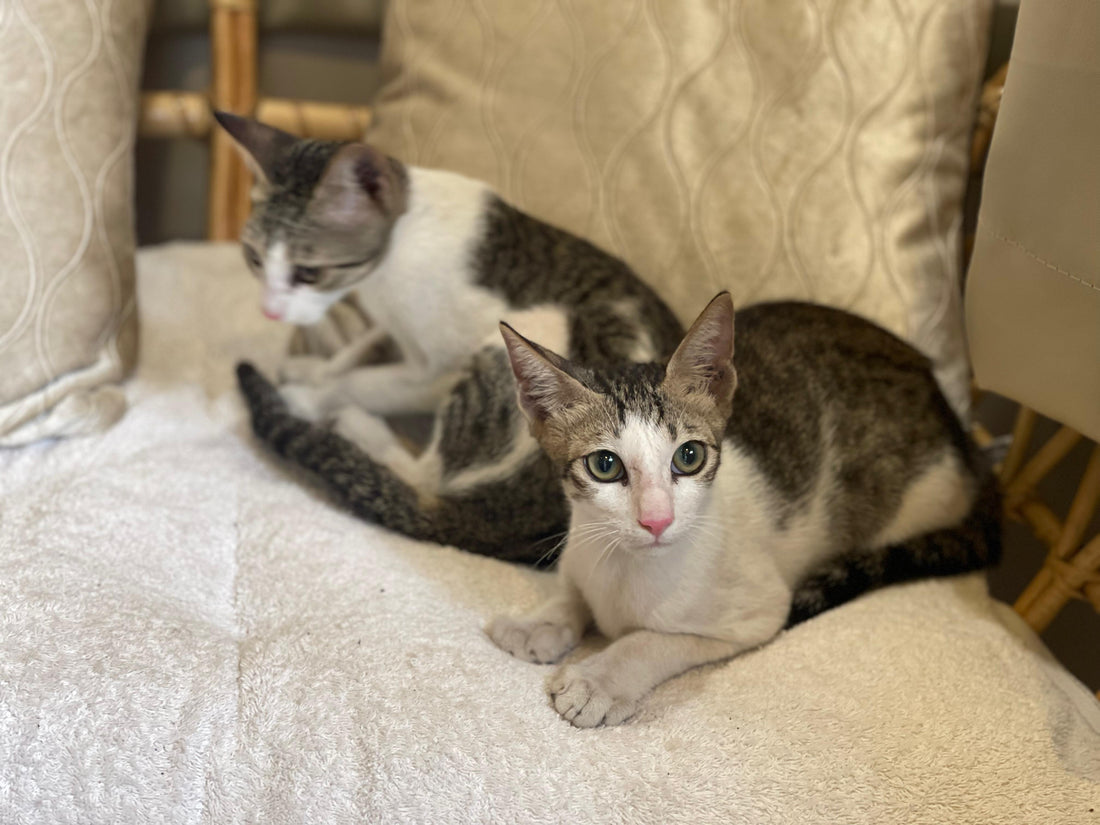 LARA & LEO: Angels of The Month
