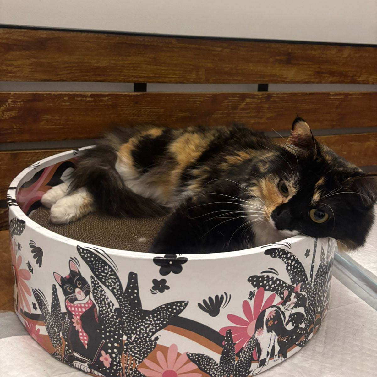 The Bella Bed - Groovy Cats