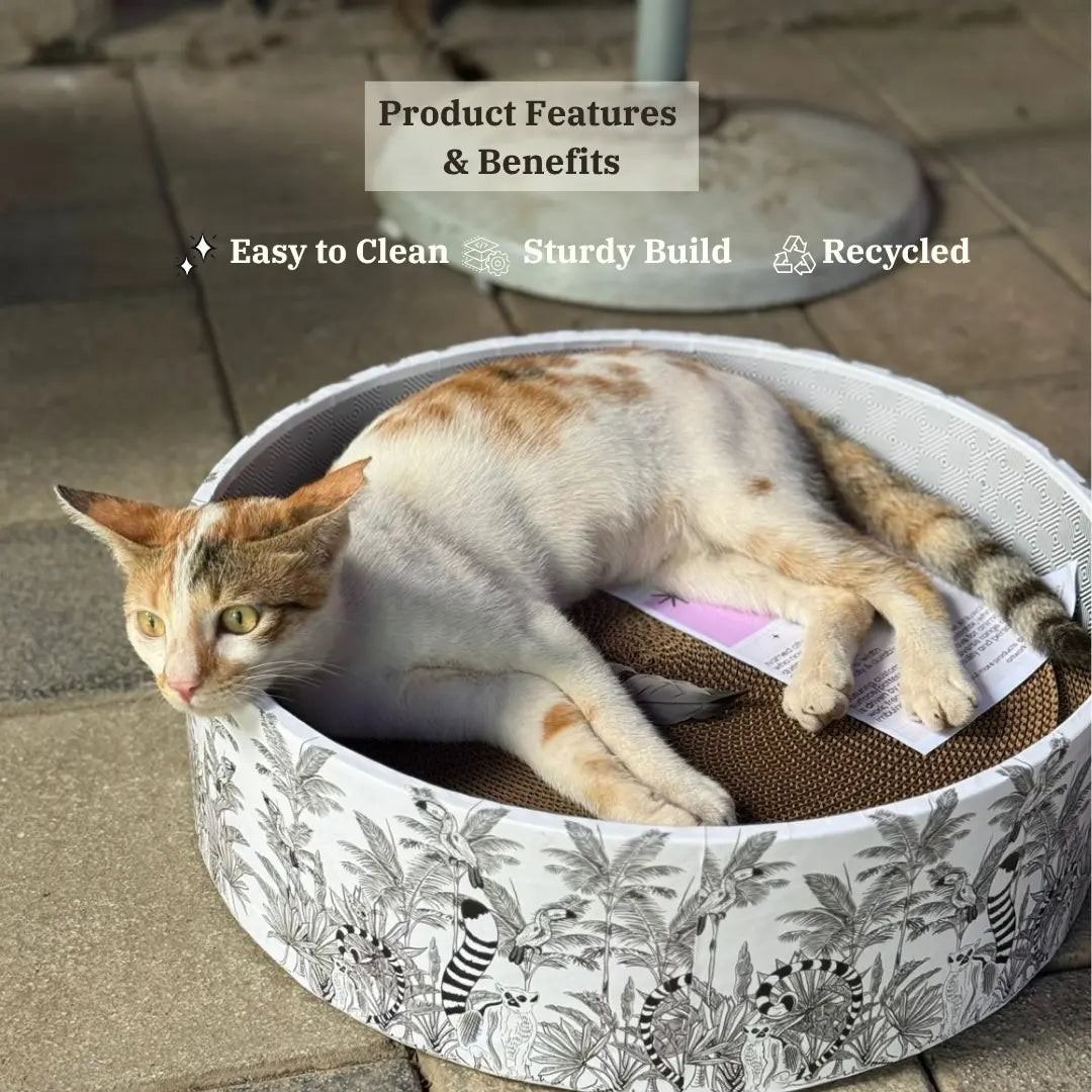 The Bella Bed - Madagascar CoziKat{{Cat Scratch Bed}} {{Cat Furniture}}