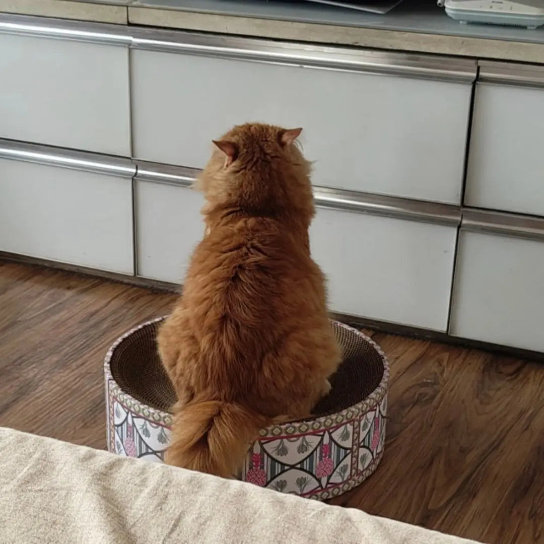 Cat sitting inside a decorative pet bed on a wooden floor with a kitchen in the background.