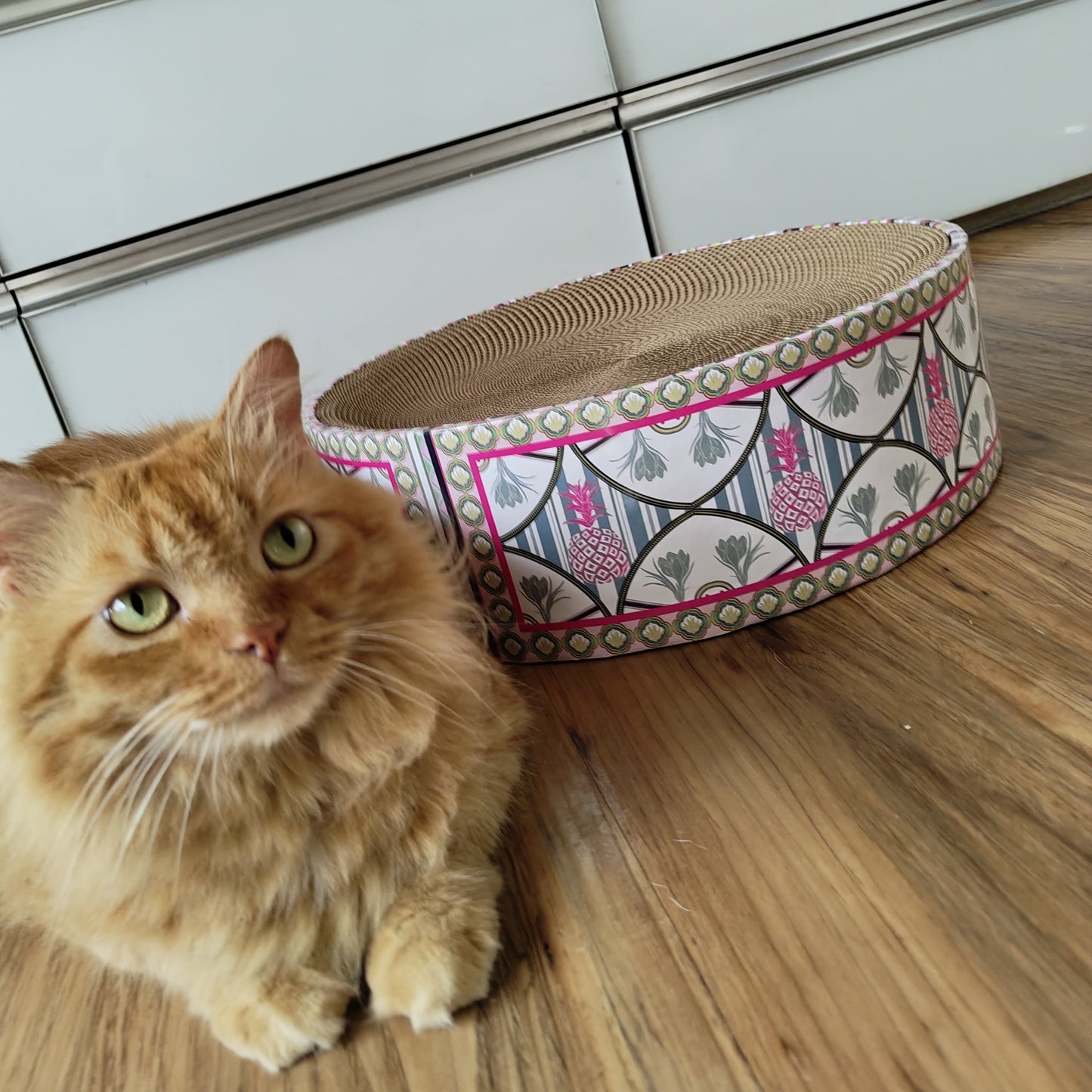 Cat sitting next to a patterned cat bed on a wooden floor.