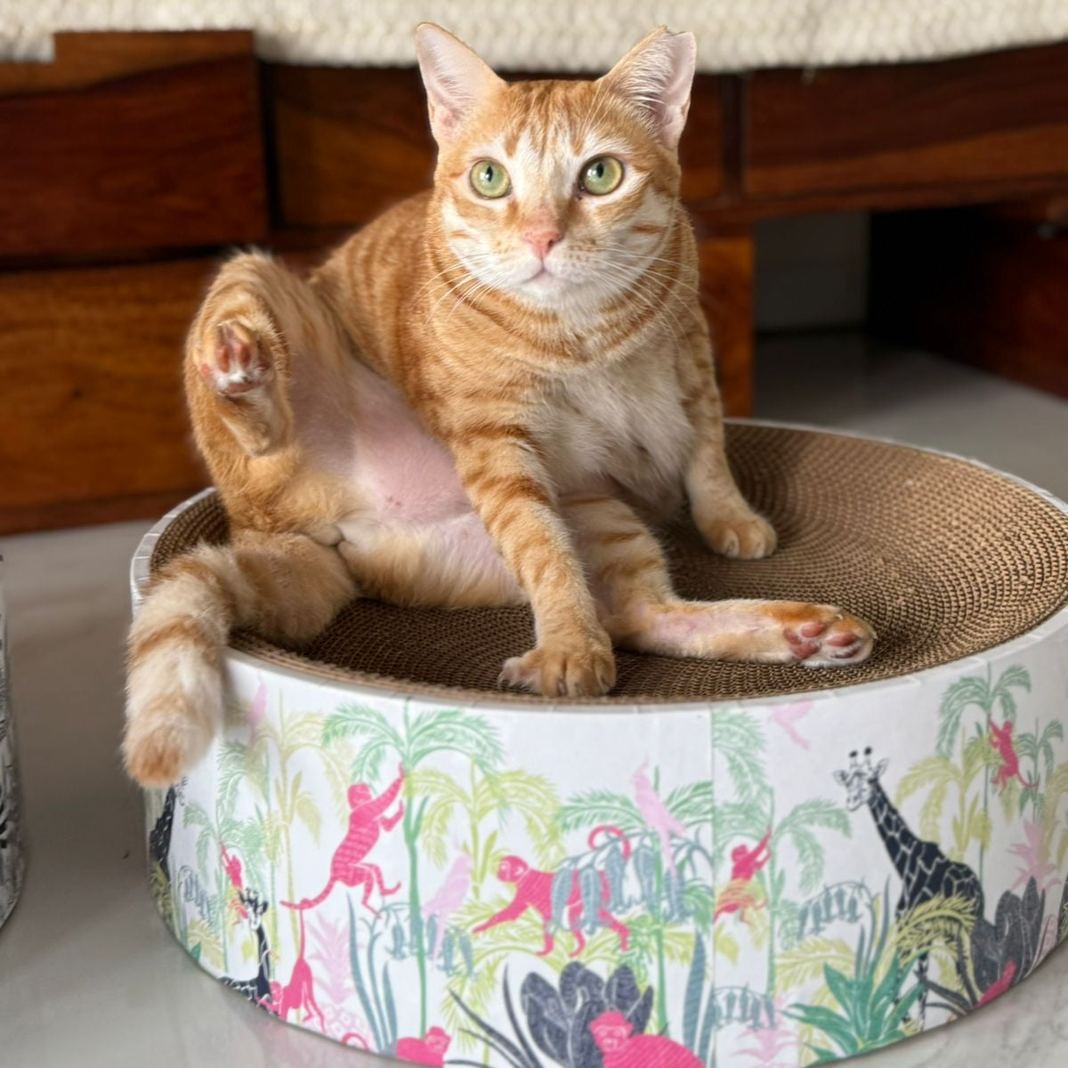 Cat sitting on a colorful cat bed in a room with furniture.