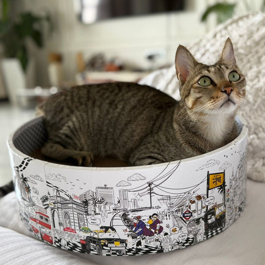 Cat sitting in a patterned pet bed on a couch