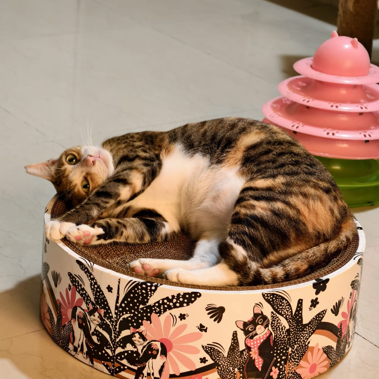 The Luna Lounger - Groovy Cats