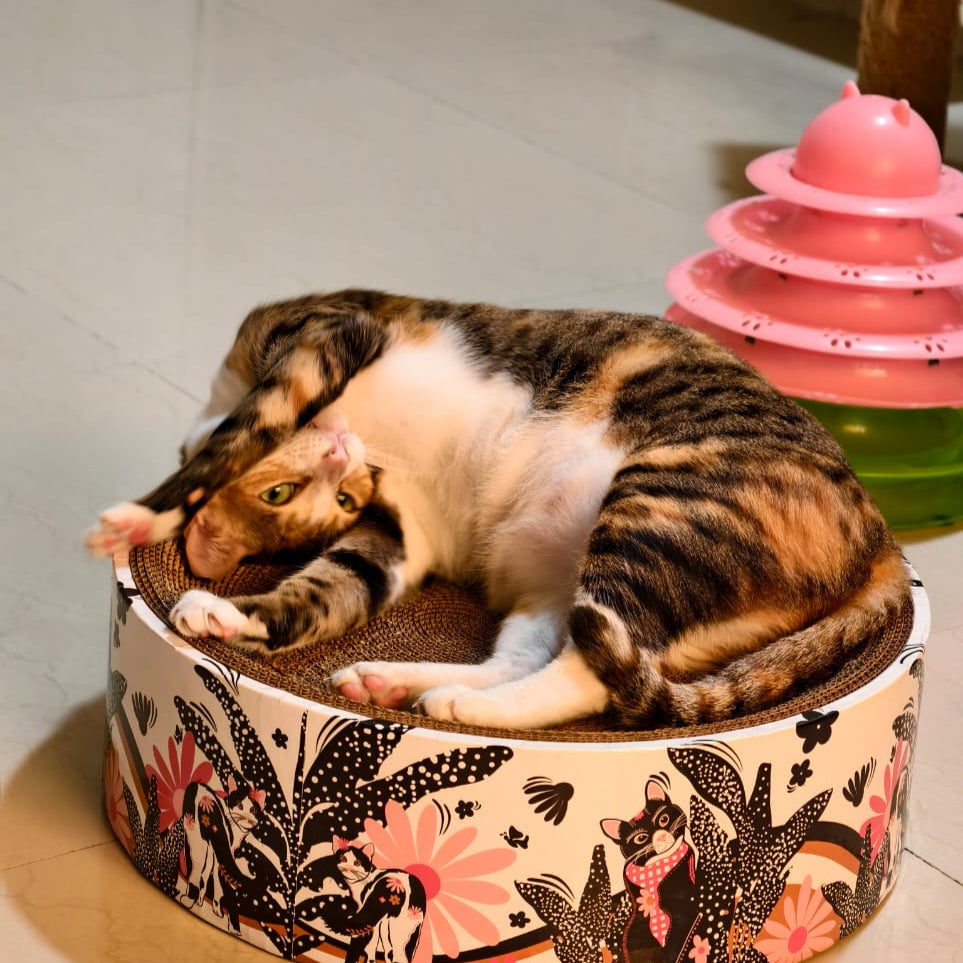 Two cats playing on a round floral-patterned cat bed with a pink toy in the background.