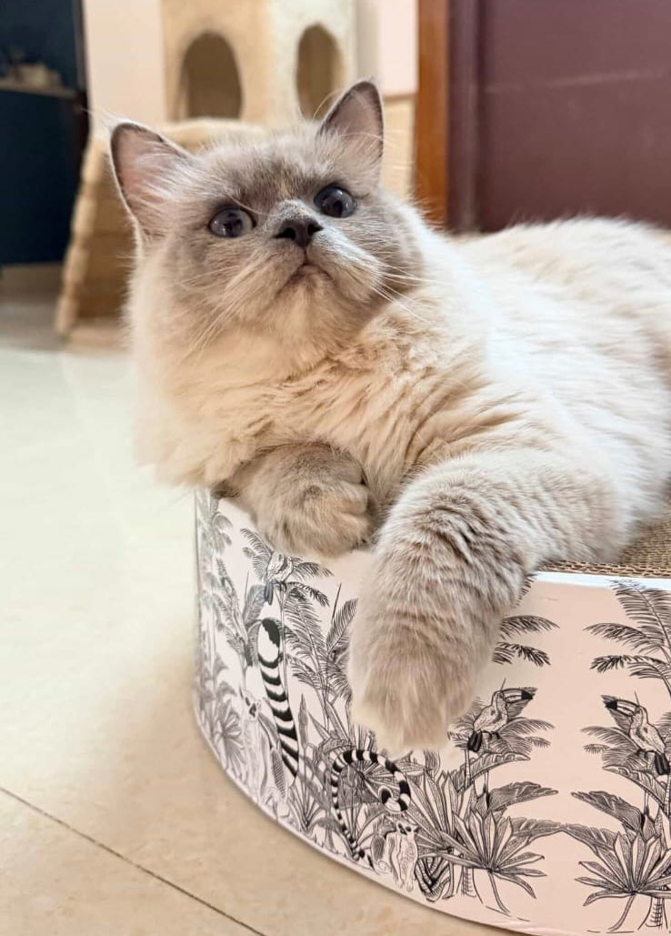 The Luna Lounger - Madagascar CoziKat{{Cat Scratch Bed}} {{Cat Furniture}}