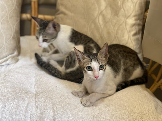 LARA & LEO: Angels of The Month