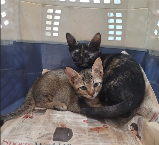 CANDY: Angel of the Month