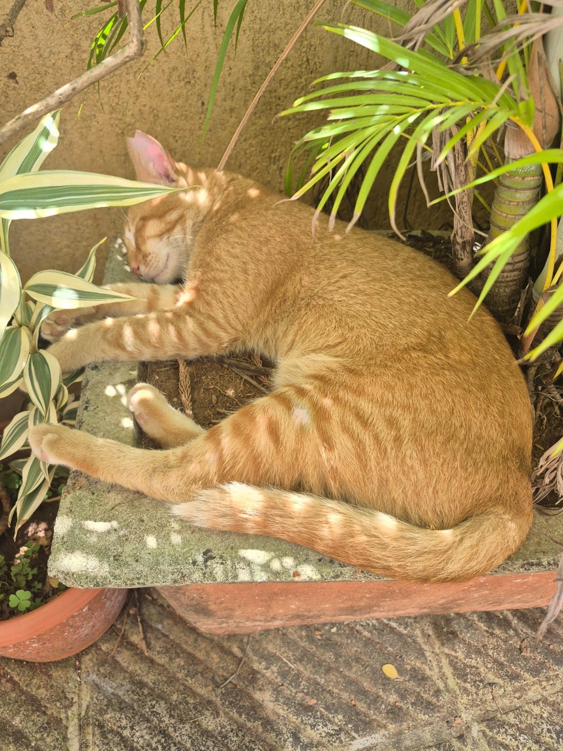 GABRU: Angel of the Month