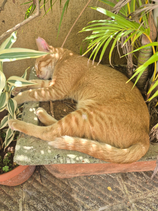 GABRU: Angel of the Month