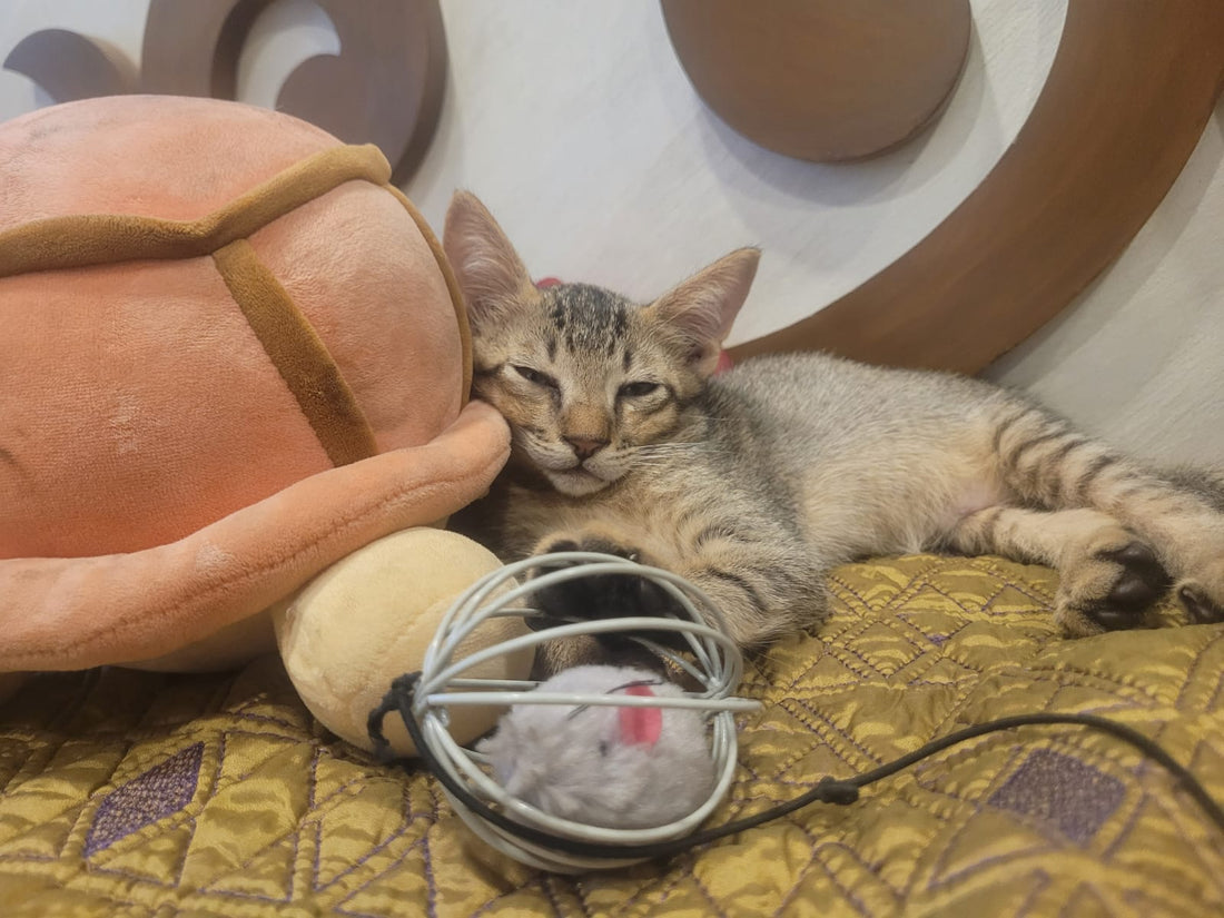 Street kitten rescue story from Mumbai adopted in Pune