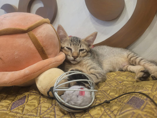 Street kitten rescue story from Mumbai adopted in Pune