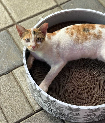 The Bella Scratch Bed - Madagascar CoziKat{{Cat Scratch Bed}} {{Cat Furniture}}