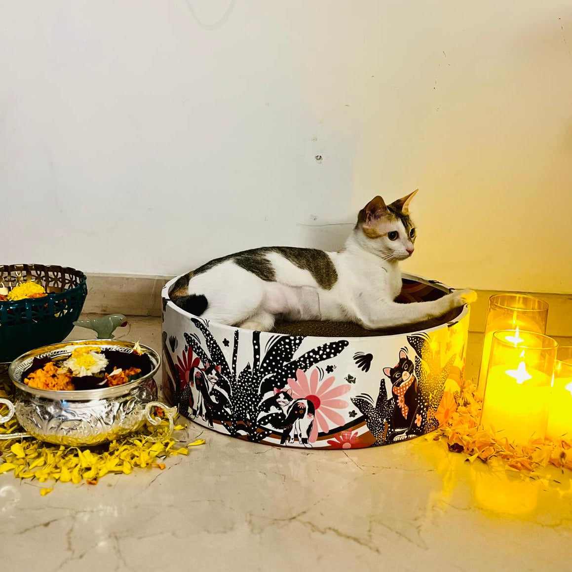 cat-scratcher-ecofriendly