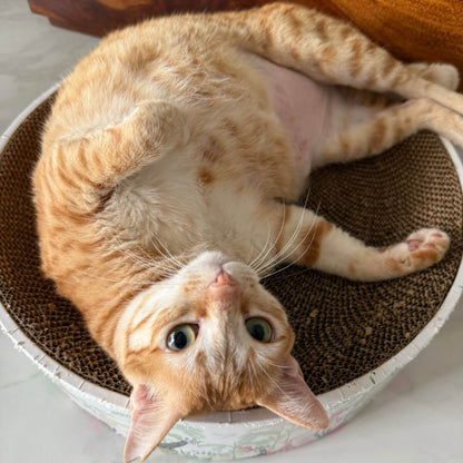 The Luna Lounger - Lost in the Jungle