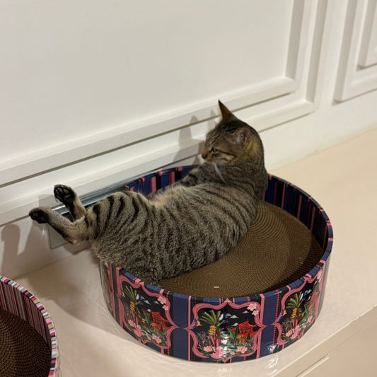Cat lying on a colorful cat bed against a white wall.