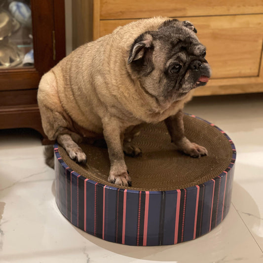 Pug standing on a striped pet bed with a wooden cabinet in the background