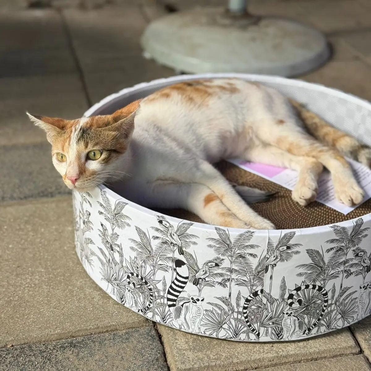 The Bella Bed - Madagascar CoziKat{{Cat Scratch Bed}} {{Cat Furniture}}