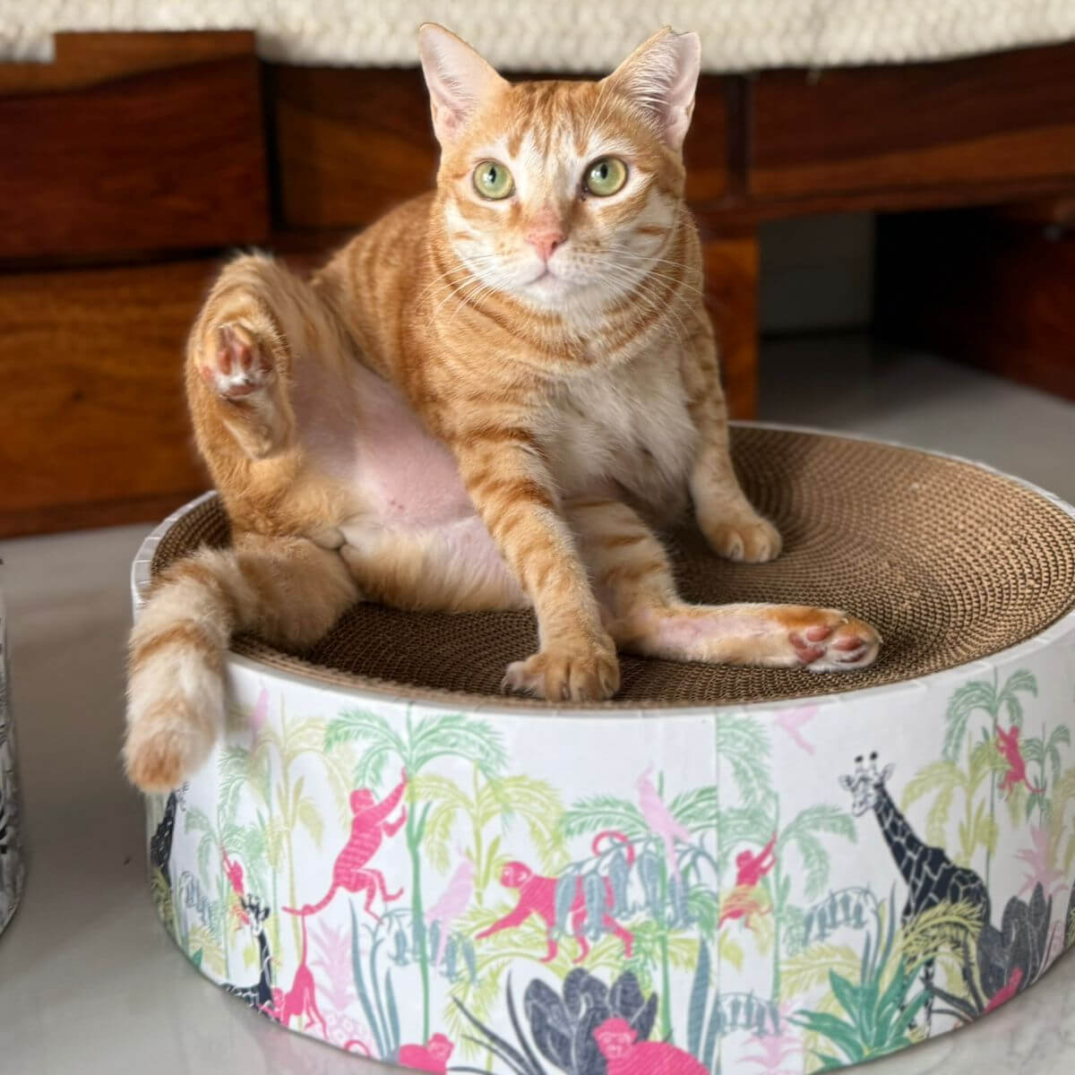 The Luna Lounger - Lost in the Jungle