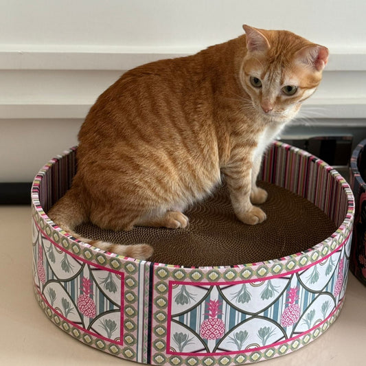 Cat sitting on a patterned cat bed with a white background